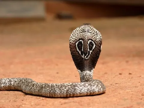 Bị rắn hổ mang quấn tay, bé 2 tuổi cắn chết con rắn