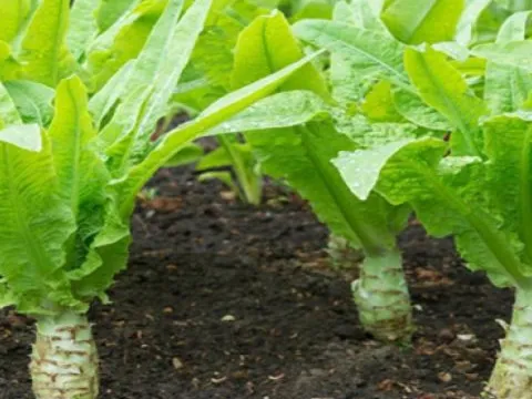 Loại rau mùa hè giòn ngọt, mát lành giúp gan khỏe, ngủ sâu giấc