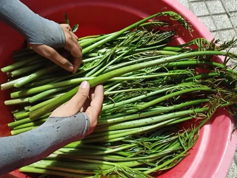Loại rau mọc dại từng bị lãng quên, nay thành đặc sản "hút khách", công dụng bảo vệ gan khiến ai cũng muốn thử
