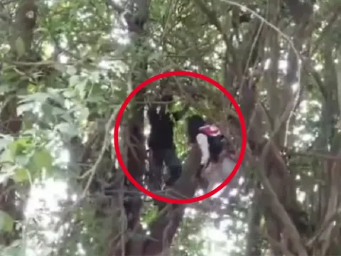 Clip: Cặp đôi trộm xe nhà sư, bị cảnh sát truy đuổi, vứt xe lao vào rừng, leo cây 4,5 mét ẩn nấp vẫn bị tóm gọn