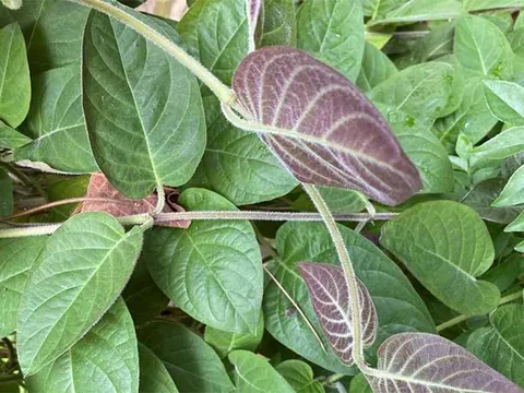 Lá mơ lông – loại rau dân dã ít thuốc trừ sâu, vừa ngon vừa hỗ trợ tiêu hóa, tốt cho dạ dày