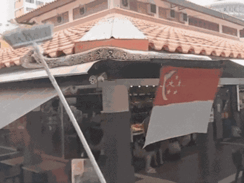 Uống cà phê gặp “khách VIP” dài cả mét, quán ở Singapore náo loạn như phim hành động