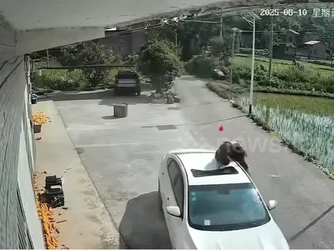 Clip: Người đàn ông may mắn thoát chết dù rơi từ mái nhà cao 10m