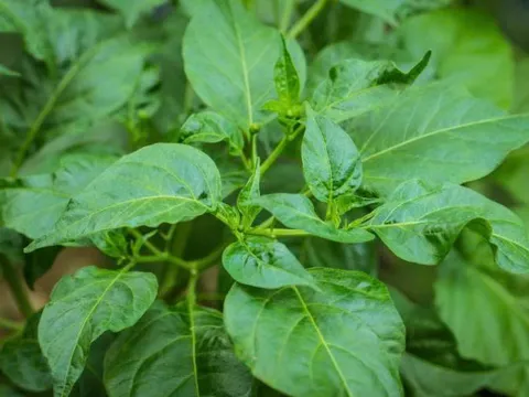 Loại lá được ví như ‘ngân hàng canxi’ giúp bổ mắt, dưỡng gan nhưng ít người biết