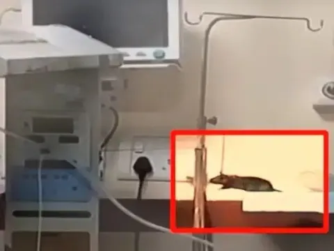Hai bé sơ sinh tử vong nghi do chuột cắn khi đang điều trị trong phòng hồi sức: Phía bệnh viện lên tiếng