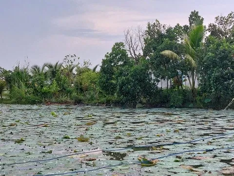 Cảnh báo từ bẫy chuột bằng điện: Ruộng sen còn đó, nhưng mạng người đã mất