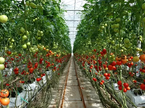 Không đắt tiền, không hiếm lạ: Loại quả đỏ mọng được ví như “tường thành” cho sức khỏe, Lâm Đồng trồng nhiều nhất cả nước