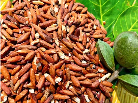 “Kho báu dưới gốc bàng” ở Côn Đảo: Từng rụng đầy gốc không ai để ý nay thành đặc sản nửa triệu/kg, du khách tò mò