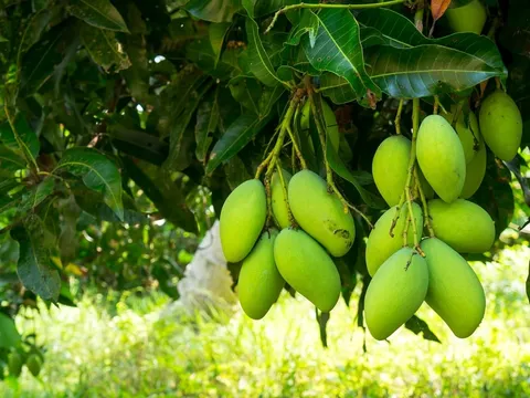 Loại lá mọc đầy vườn tưởng vô dụng lại là “kho dược liệu” quý: Nhiều công dụng bất ngờ với sức khỏe