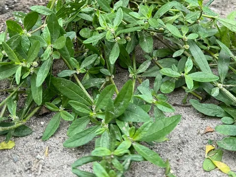 Từng là cỏ dại ven mương hái về "cho lợn ăn", loại rau này nay lên chợ mạng giá 70.000 đồng/kg: Người thành phố tò mò đặt mua