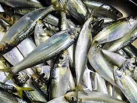 Giá "rẻ bèo", bán khắp chợ nhưng 2 loại cá này vẫn lọt top tốt nhất thế giới: Sở hữu loạt lợi ích sức khỏe “đáng gờm”