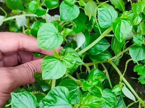 Loại rau dại “lên đời” thành đặc sản, người thành phố săn lùng giá tăng gấp 3: Được mệnh danh thảo dược vàng, ăn vào "tốt ngang nhân sâm"