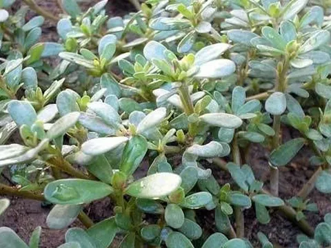 4 “báu vật mọc hoang” quanh nhà: Tưởng rau dại vô danh, ai ngờ toàn "siêu thực phẩm quý như thuốc"