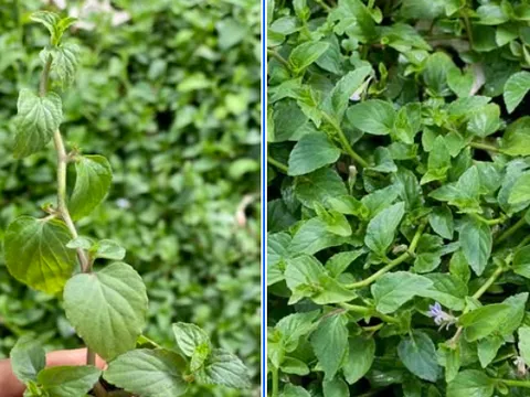 Từ rau dại ven suối thành “nhân sâm rừng”: Loài rau Việt bất ngờ hóa hàng hot, giá tới 100.000 đồng/kg