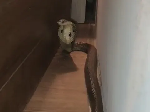 Cặp đôi phát hiện rắn hổ mang bò trong phòng ngủ khách sạn: Khoảnh khắc tỉnh giấc gây ám ảnh