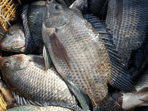 Loài cá bán đầy chợ ở Việt Nam đang “làm mưa làm gió” trên thị trường thế giới