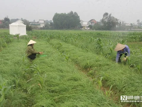 Nông dân phấn khởi thu hoạch hành tăm vì được mùa, giá tăng gấp 3 lần