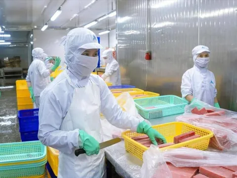 Cá ngừ Việt Nam thâm nhập sâu vào thị trường Hàn Quốc