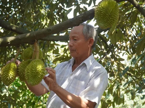 Giá sầu riêng lao dốc nhưng nông dân vẫn ồ ạt trồng