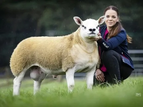 Cận cảnh "dung nhan" chú cừu đắt nhất thế giới 12 tỷ đồng, nhiều người nhìn tưởng là chó