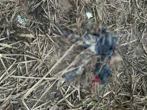 Phát hiện thi thể người phụ nữ trong rẫy mía ở Đắk Lắk, lộ hiện trường ám ảnh