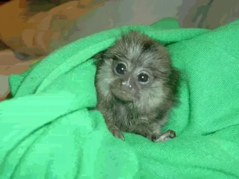 Chùm ảnh cận cảnh loài vật siêu nhỏ, giá cả trăm triệu, rất hiếm khiến giới đại gia phát sốt