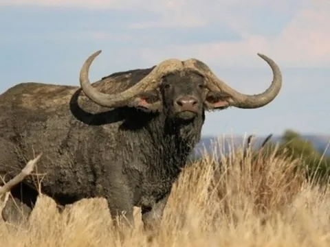 Con trâu đắt nhất thế giới giá 272 tỷ đồng có gì đặc biệt?