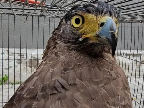 Chim "lạ" sải cánh gần 1m, sà xuống ruộng ngô bắt rắn ở Đồng Nai