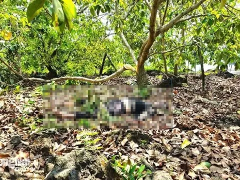 Phát hiện thi thể nam giới có hình xăm Samurai cưỡi hổ, cá chép trong vườn bơ ở Đồng Nai