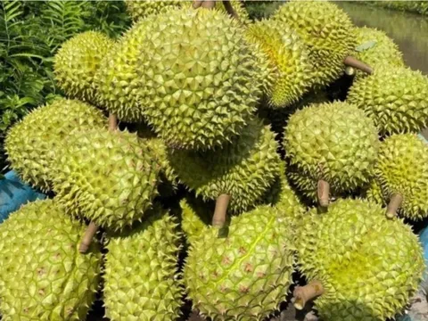Sầu riêng Việt Nam có thêm đối thủ tại thị trường Trung Quốc