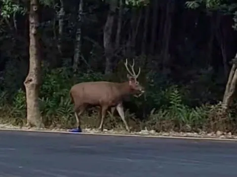 Xuất hiện con nai "to bằng con bò", đôi sừng to và đẹp ở Rừng Sác: Hé lộ nguồn gốc