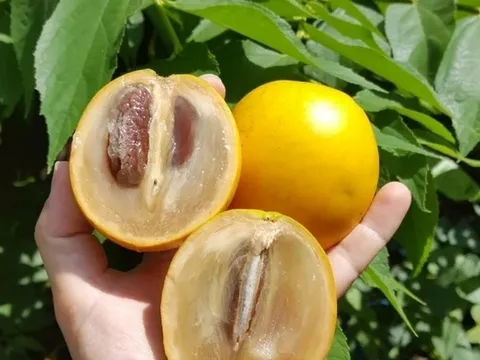 Một loại quả trước mọc dại chẳng ai đoái hoài nay thành “báu vật” nhiều người săn lùng, miền Tây rất sẵn