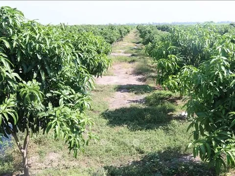 Đồng Tháp: Chuyển đổi hơn 1.800 ha đất trồng lúa kém hiệu quả