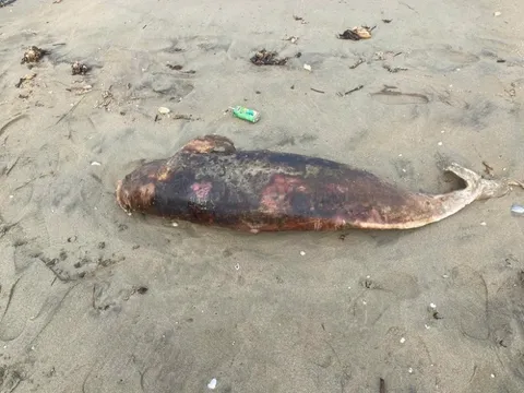3 con cá lạ trôi dạt vào bờ biển Hà Tĩnh có gì đặc biệt?