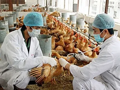Thủ tướng chỉ đạo triển khai đồng bộ các giải pháp phòng, chống dịch bệnh gia súc, gia cầm