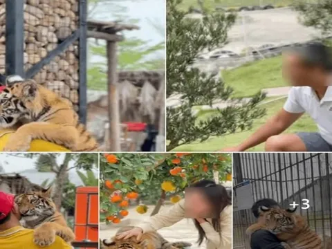 Yêu cầu khu du lịch ở Nghệ An dừng việc để khách bế hổ con như thú cưng