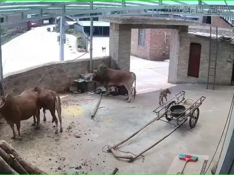 Người đàn ông tử vong thương tâm vì bị bò nhà nuôi tấn công