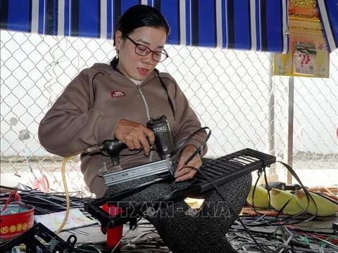 Đóa hướng dương rạng ngời tỏa sắc