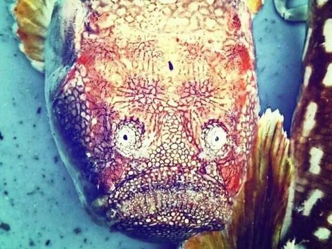 Món ăn "nhà giàu" từng khiến bao người "nhăn mặt" có gì mà hút đến thế?