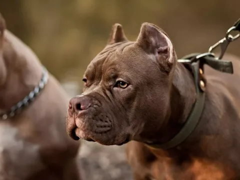 Ở một mình cùng 7 chú chó nhà nuôi, bé gái 4 tuổi bị cắn tử vong thương tâm