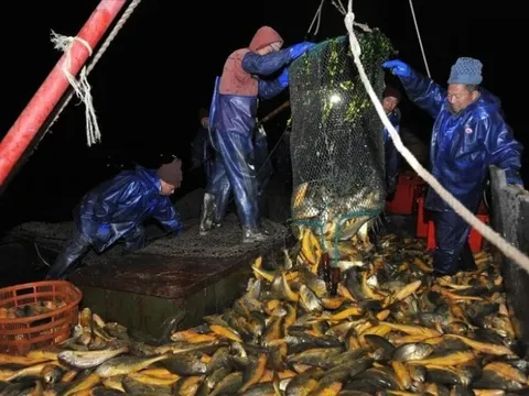 Ngư dân đổi đời sau một đêm nhờ loại cá lạ mà quen