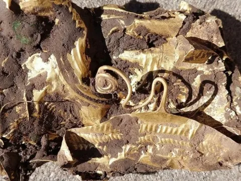 Lão nông đào củ cải thấy "báu vật" 2.500, câu chuyện sau đó mới kinh ngạc