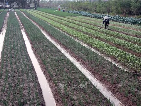 Tiếp tục miễn thuế sử dụng đất nông nghiệp: Không bao hàm 'ưu đãi vô điều kiện'