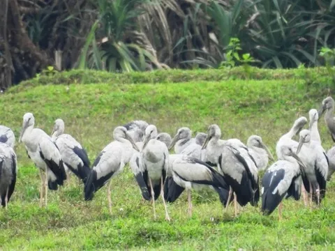 Hàng trăm con chim "lạ" có "chân dài thẳng tắp" xuất hiện ở Quảng Trị