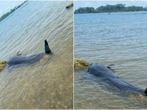 Cá voi dài 2m, nặng 7 tạ trôi vào bờ biển Quảng Ngãi có gì đặc biệt?
