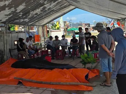 Cá voi khủng nặng 400kg dạt vào bờ biển Quảng Ngãi có gì đặc biệt?