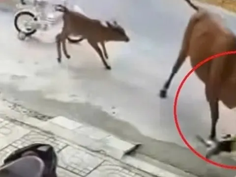 Bò thả rông húc văng bé trai gần 2 tuổi ở Đà Nẵng: Chưa thể xác định chủ nhân đàn bò