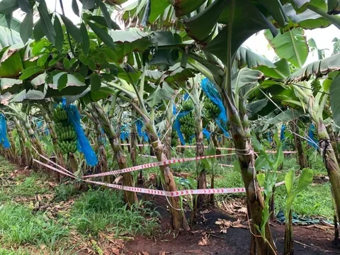 Ngửi thấy mùi hôi thối, tá hỏa phát hiện bí mật rùng rợn trong vườn chuối ở Bà Rịa- Vũng Tàu