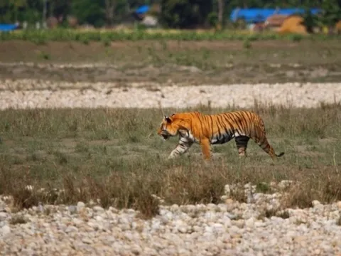 Người phụ nữ 50 tuổi bị hổ dữ tấn công, tử vong thương tâm khi đang nhổ cỏ