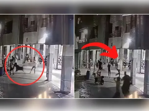 Bé gái 4 tháng tuổi bị chó cắn tử vong thương tâm khi cùng người nhà đi dạo